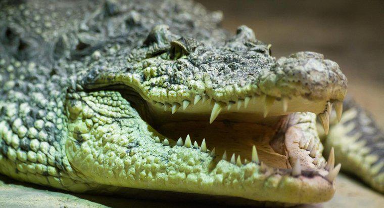 Que mangent les crocodiles ?