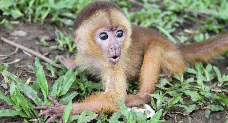 Qu'est-ce que l'habitat d'un singe ?