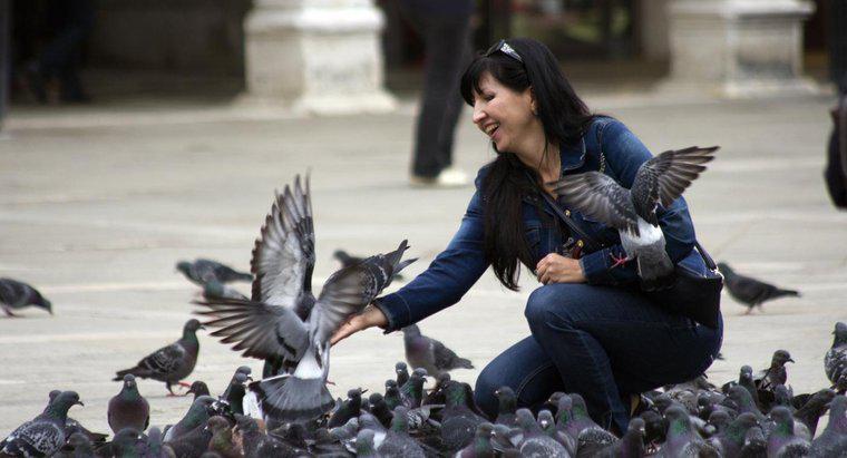 Comment attraper un pigeon ?