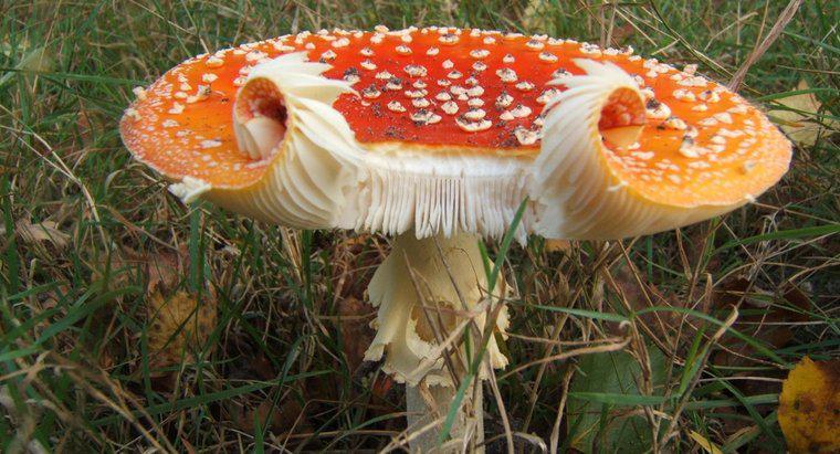 Les champignons sont-ils procaryotes ou eucaryotes ?