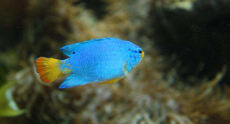Comment les poissons s'adaptent-ils à leur environnement ?