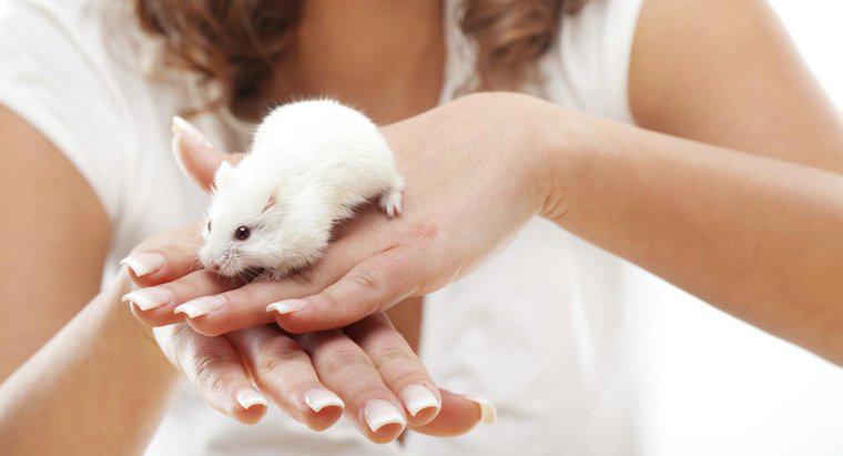 Les souris mordent-elles les humains ?