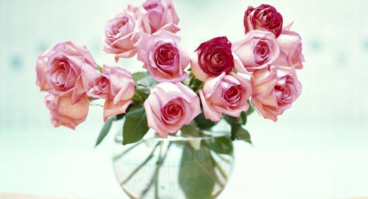 Comment conserver la fraîcheur des roses coupées ?