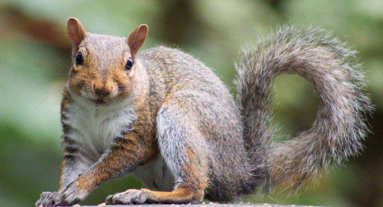 Pourquoi les écureuils s'agitent-ils la queue ?