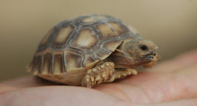 Comment les tortues se reproduisent-elles ?