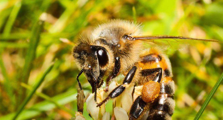 Combien d'yeux une abeille a-t-elle ?