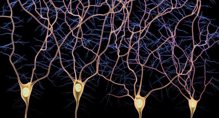 Quelle est la différence entre les neurones afférents et efférents?