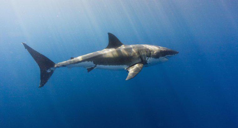 Les requins peuvent-ils vivre en eau douce ?