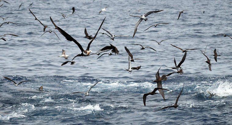 Que mangent les oiseaux marins ?