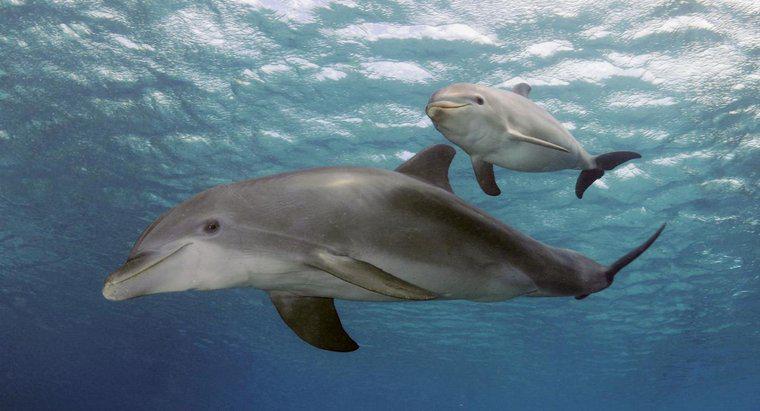 Quelle est la taille des dauphins à la naissance ?