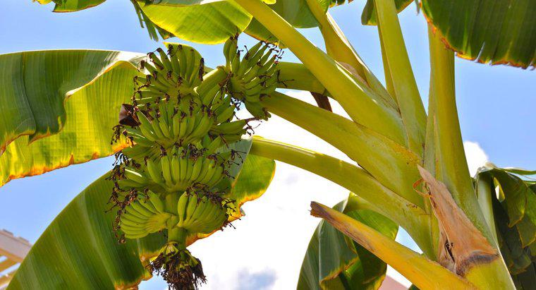Les bananes poussent-elles sur des arbres ou des buissons ?