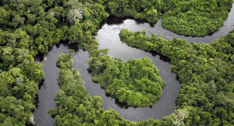 Quelle quantité de forêt tropicale est abattue chaque jour ?