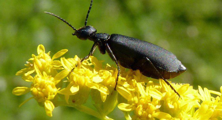 Quels animaux mangent des coléoptères ?