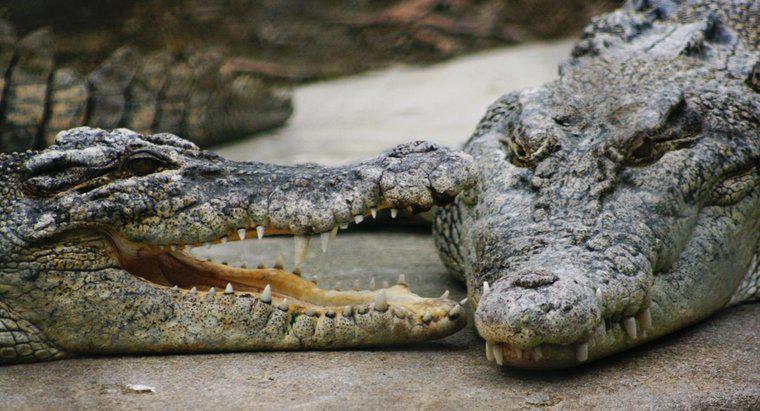 Que mangent les crocodiles marins ?