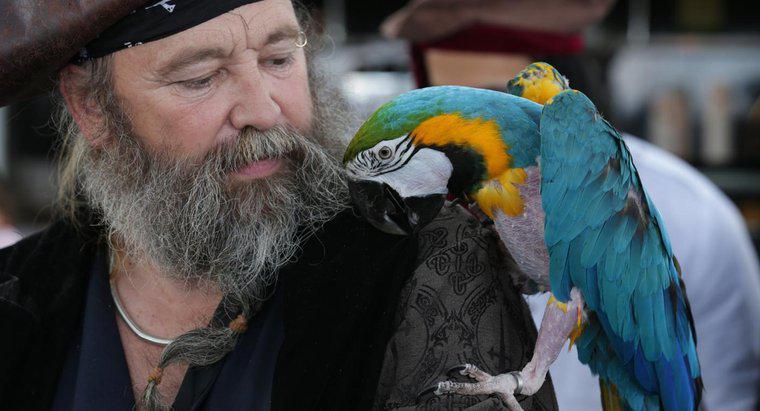 Pourquoi les pirates ont-ils des perroquets ?