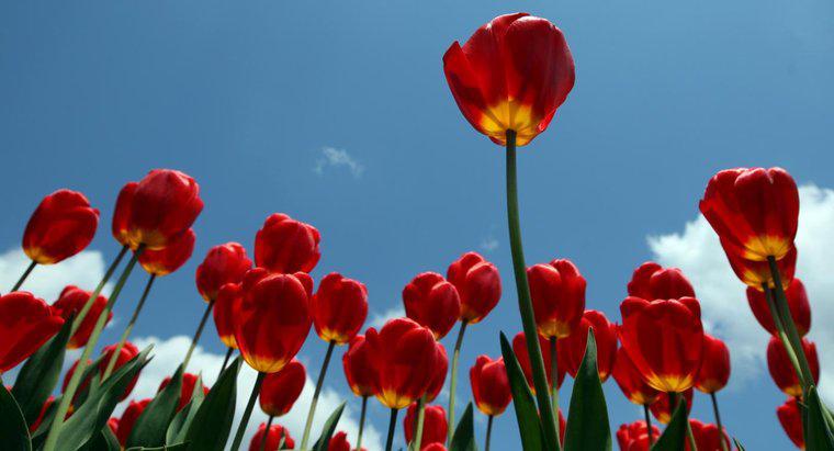 Les tulipes sont-elles toxiques ?
