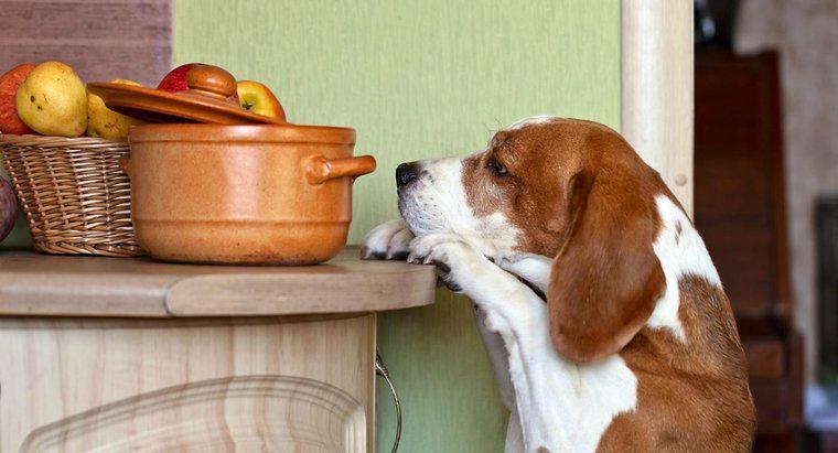 Quelles sont les noix qui sont toxiques pour les chiens ?