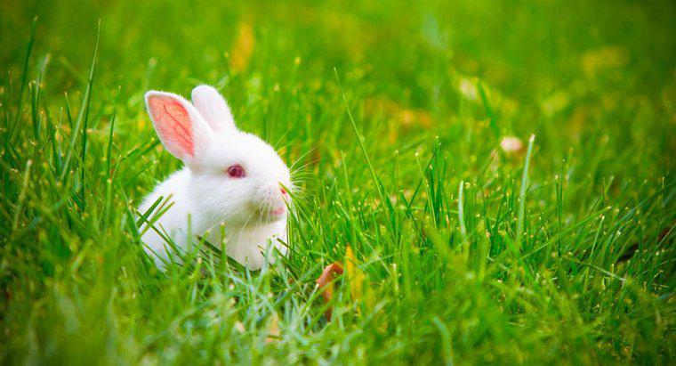Qu'est-ce que cela signifie lorsque les oreilles des lapins se dressent ?