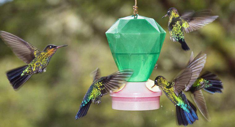 Comment préparer de la nourriture pour colibris ?