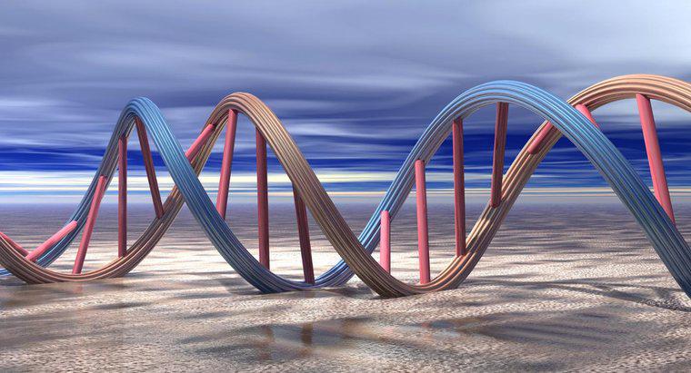 Pourquoi l'ADN doit-il se répliquer ?