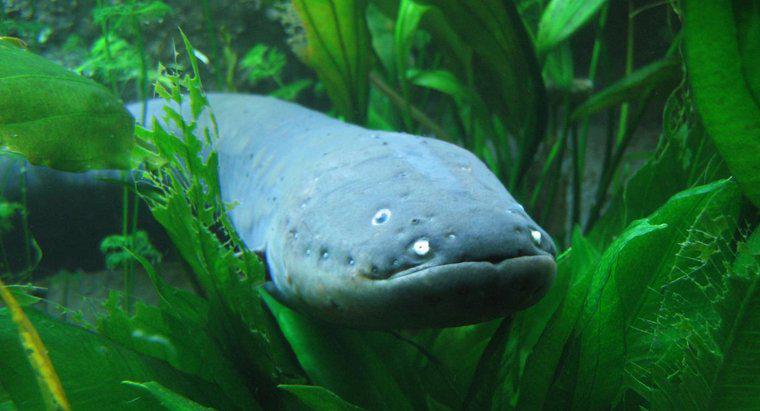 Quelle est la force du choc d'une anguille électrique?