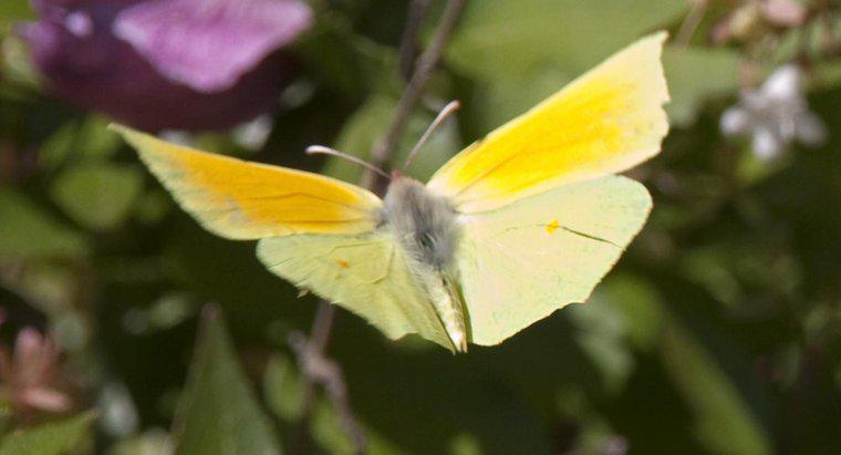 Que symbolise un papillon jaune ?