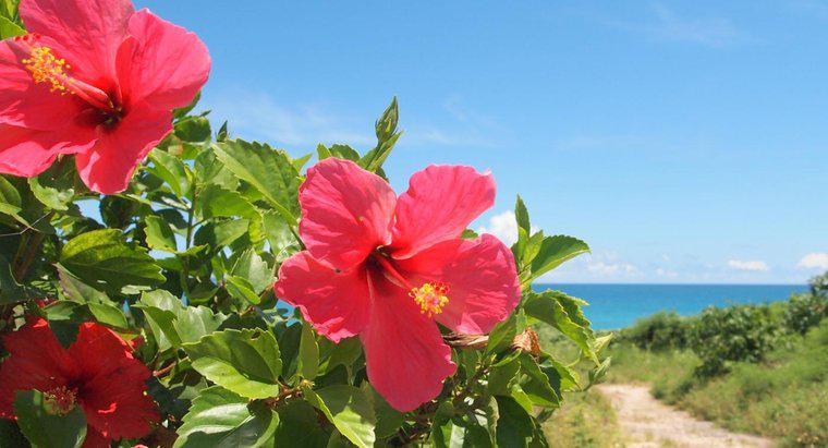 Quelle est la signification des fleurs d'hibiscus ?