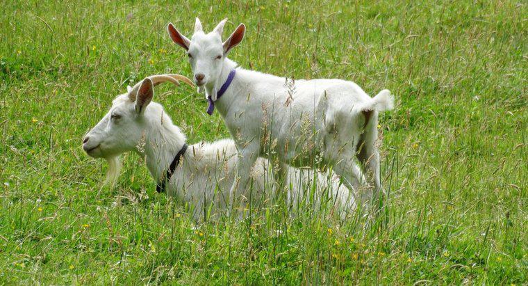 Comment démarrer un élevage de chèvres ?