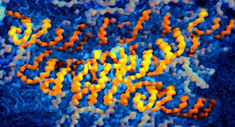 Quels virus contiennent de l'ARN comme information génétique ?