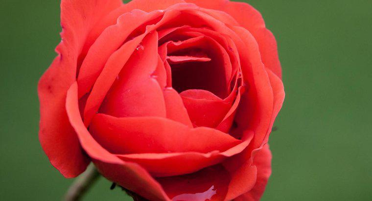 Quel est le nom scientifique d'une rose ?
