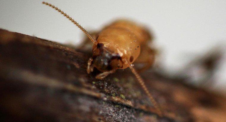 À quoi ressemblent les piqûres de termites ?