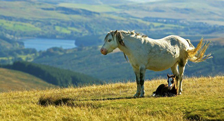 Qu'est-ce qu'un poney Welsh Mountain?
