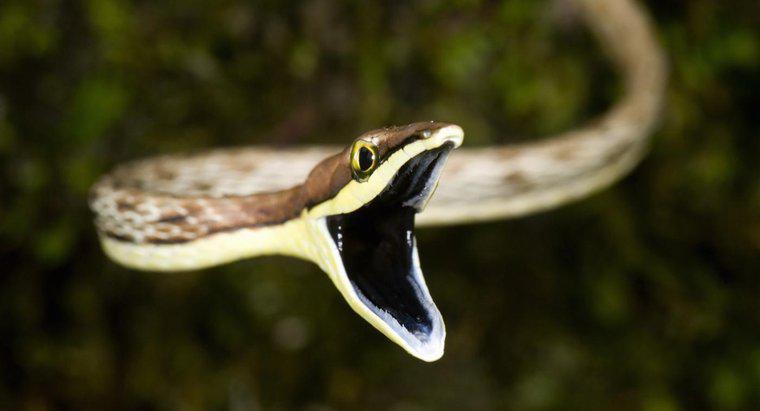 Comment les serpents digèrent-ils leur nourriture ?