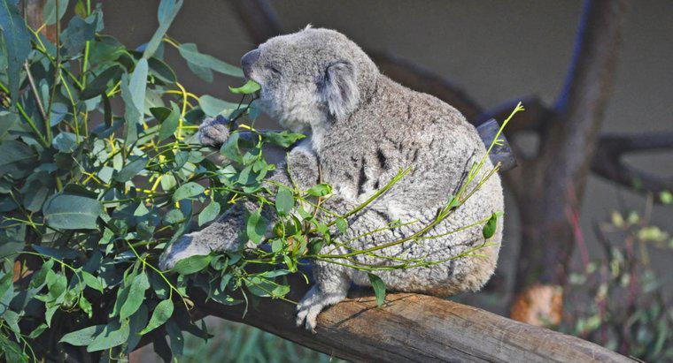 Que mange un koala ?