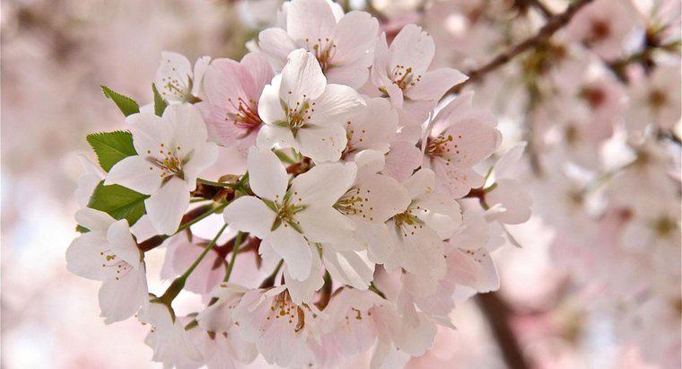 Qu'est-ce qu'une fleur de cerisier?
