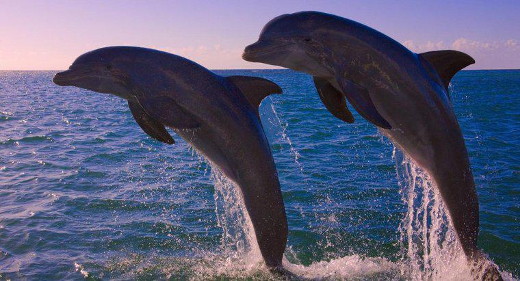 Combien de dauphins reste-t-il dans le monde ?