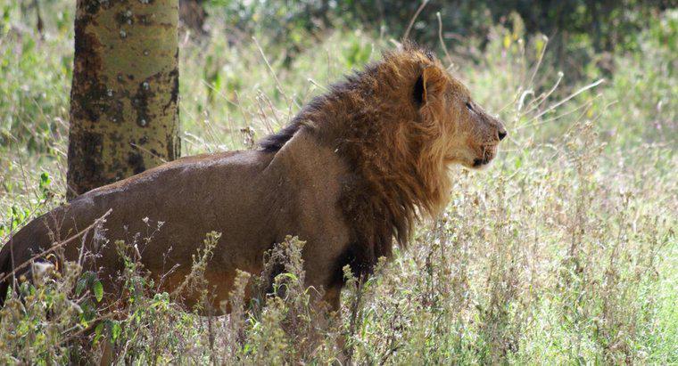 Que mangent les lions africains ?