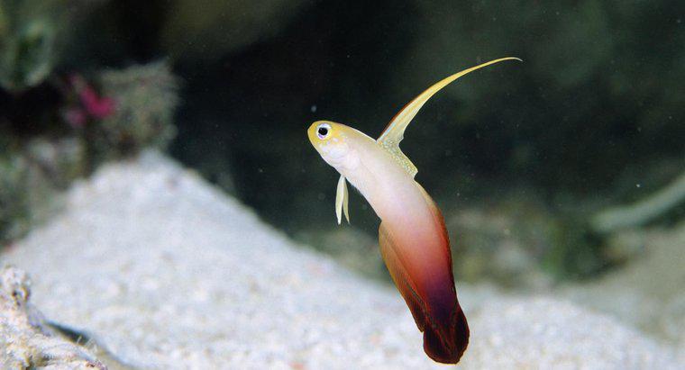 Qu'est-ce qu'un gobie Firefish?