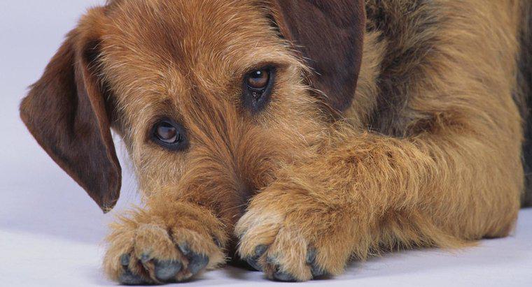 Qu'est-ce qui fait qu'un chien a la diarrhée avec du sang et du mucus ?