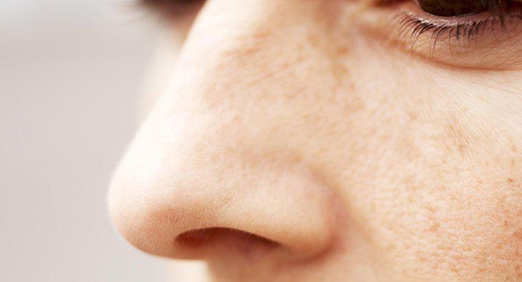 Quelles sont les deux fonctions de la muqueuse trouvées dans la cavité nasale?