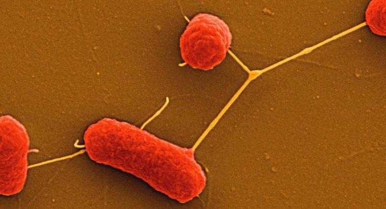 Que sont les bactéries non exigeantes ?