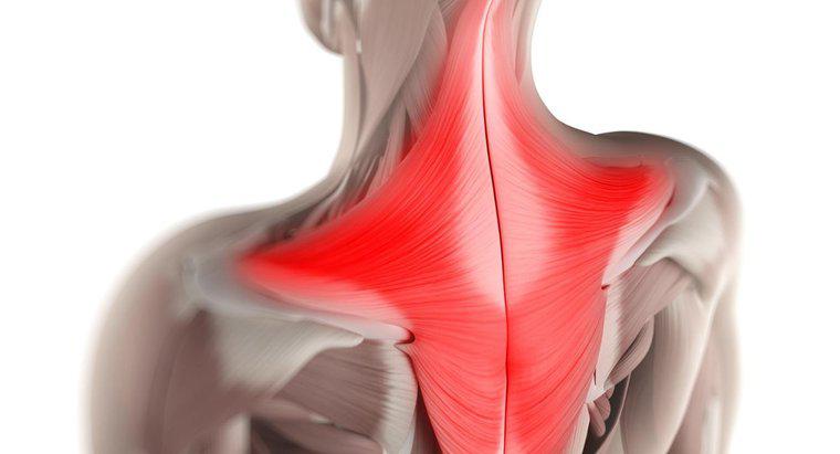 Quelle est la fonction du muscle trapèze ?