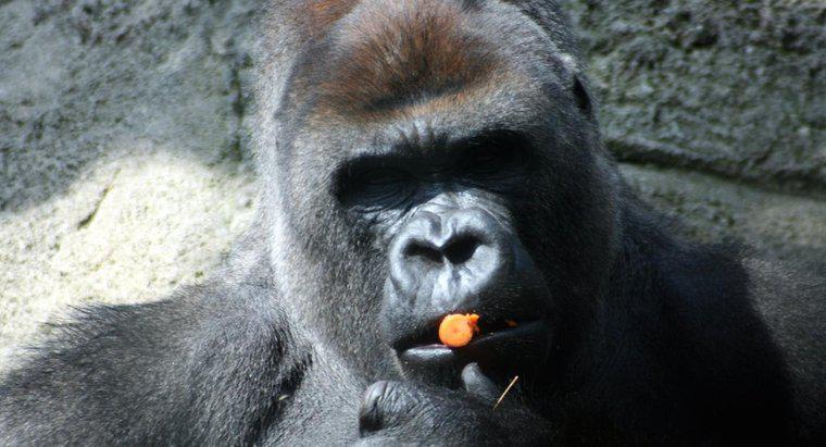 Les gorilles sont-ils omnivores ou herbivores ?