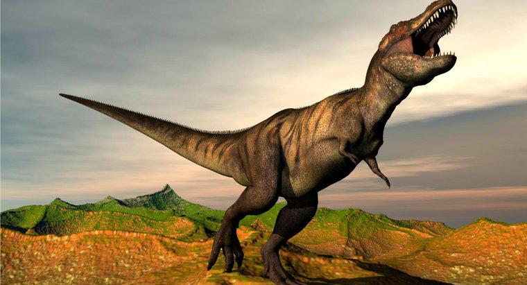 Quels sont les faits sur le Tyrannosaurus Rex ?