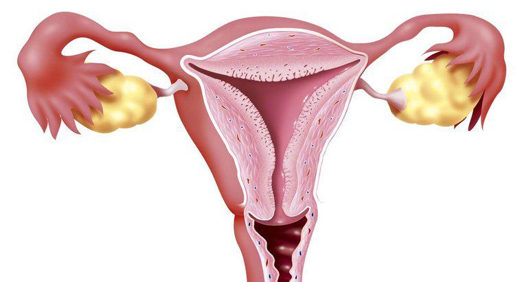 Quelle est la fonction du col de l'utérus ?