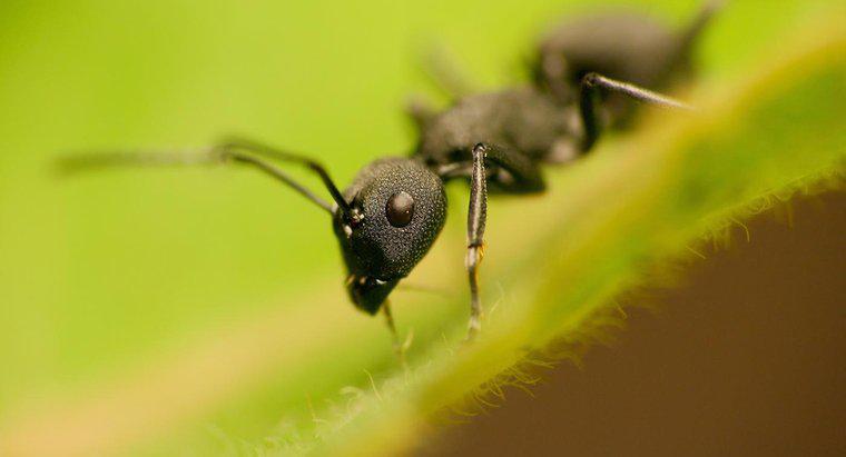 Les fourmis sont-elles herbivores ou carnivores ?