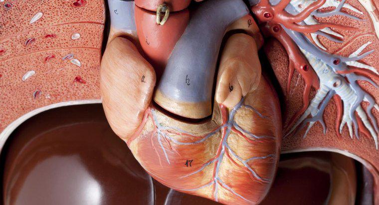 Combien d'artères y a-t-il dans le cœur humain ?