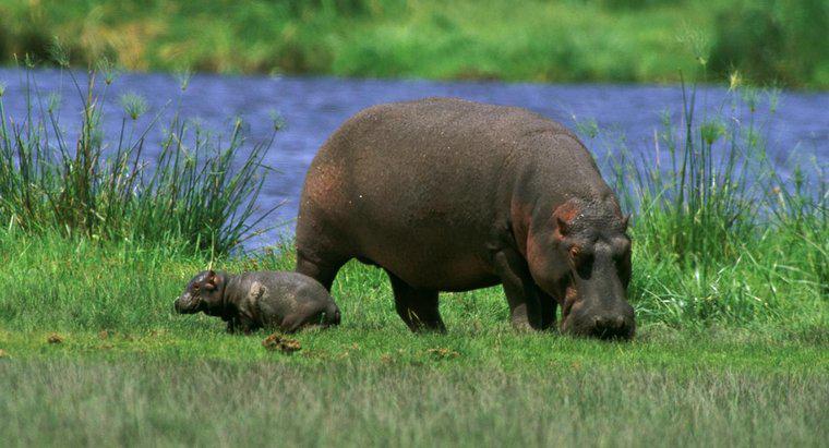 Quelle est la taille d'un bébé hippopotame ?
