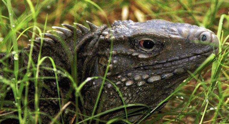 Pouvez-vous garder un dragon de Komodo comme animal de compagnie ?