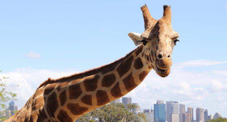 Que mangent les girafes en captivité ?